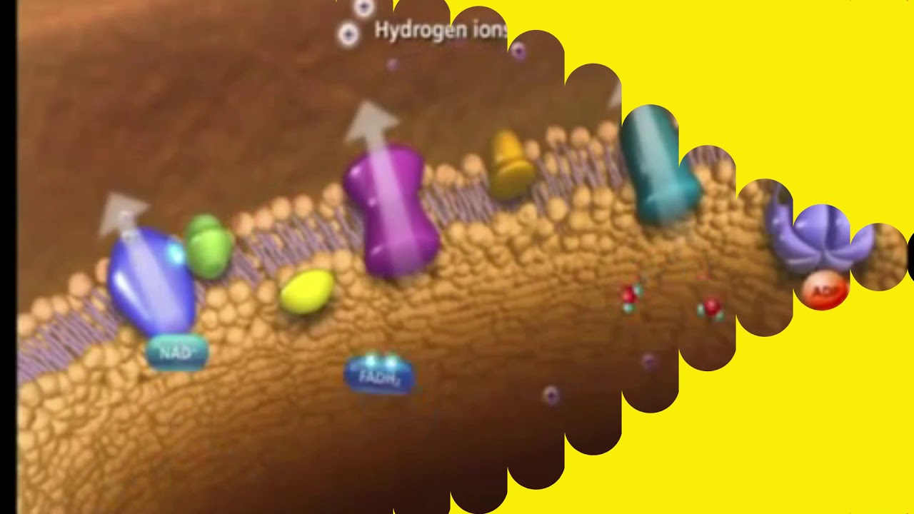 METABOLISMO BACTERIANO: RESPIRACION ANAEROBICA Y AEROBICA Y TODAS LAS FERMENTACIONES  [6 MINUTOS]