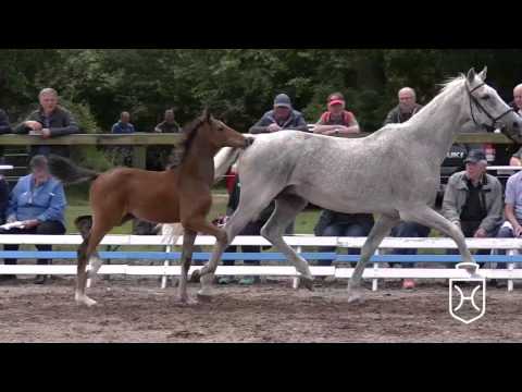 SL127 Stutfohlen von Cascadello I - Calido I - Calypso II