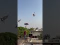 Kabootar Bazz Return Pigeon Kabootar Kabootarbazi