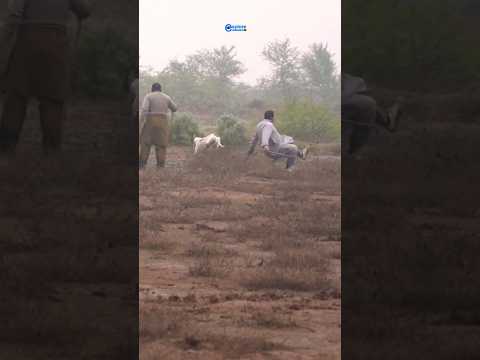 Greyhound vs Man | Hunter fell down by Greyhound | Khargosh ka Shikar @ExplorePotohar