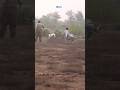 Greyhound Vs Man Hunter Fell Down By Greyhound Khargosh Ka Shikar ExplorePotohar
