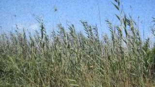 Tommy Sands - Remember me to Jenny