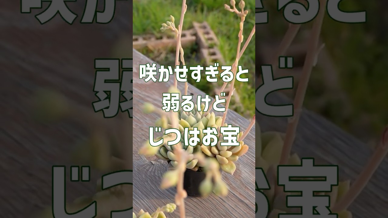 【裏技】楽しみ方いろいろ。多肉のお花。