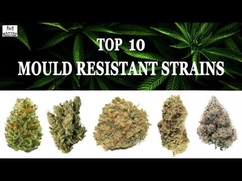 Top 10 Mold Resistant Strains