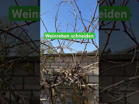 Weinreben schneiden: Professionelle Schnittanleitung für Winzer