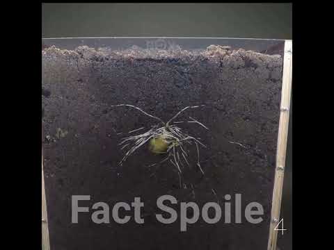 Patato Growing Underground Time Lapse - 92 Days||#shorts