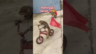 Download lagu monyet lucu naik sepeda 🤣#shorts #shortsfeed #monyet mp3