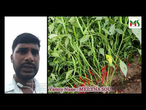 MELYNA SOUNDARYA 117