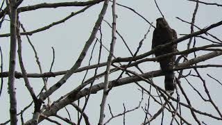 08/19/18 Red-Tail &amp; Juv. Cooper&#39;s Hawk in Tree @ Tukwila Wa 9129-119