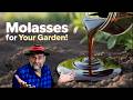 Is Molasses The Secret To Better Plants