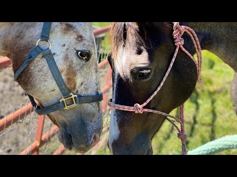 YouTube video about: How to introduce horses to each other?