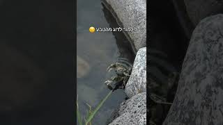 איך סרטן תופס דג לארוחת ערב בכינרת ...