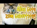 Alles Gute zum Geburtstag - Birma-Katze 