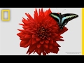 Watch A Delicate Dance Between Flowers And Insects Short Film Showcase