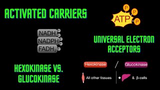 USMLE Step 1 - Lesson 55 - Carriers, Electron Acceptors, and Hexokinase vs Glucokinase