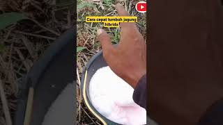Download lagu #shorts Tanam Jagung Agar Cepat Tumbuh mp3