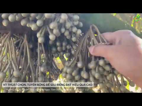 KỸ THUẬT CHỌN, TUYỂN BÔNG ĐỂ SẦU RIÊNG ĐẠT HIỆU QUẢ 