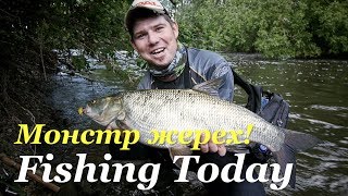 Голавль и жерех. все способы ловли