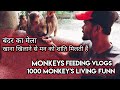 Ma Mahamaya Timple Bogribari Mahamaya Mandhir Vlogs 1000 Monkey S Vlogs Mahamaya Mandhir Vlogs 2023