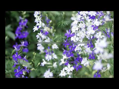 ホロー ラークスパー 植物