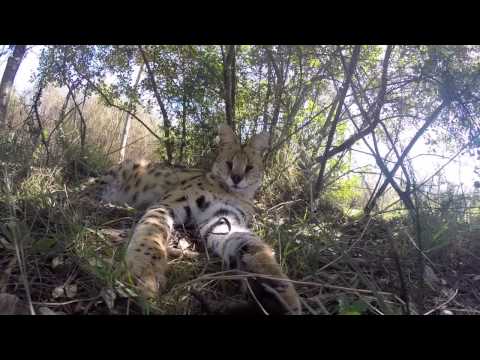 Day 9 of the Oos Kaap Tour 2014 - Elephant and Cheetah Sanctuary