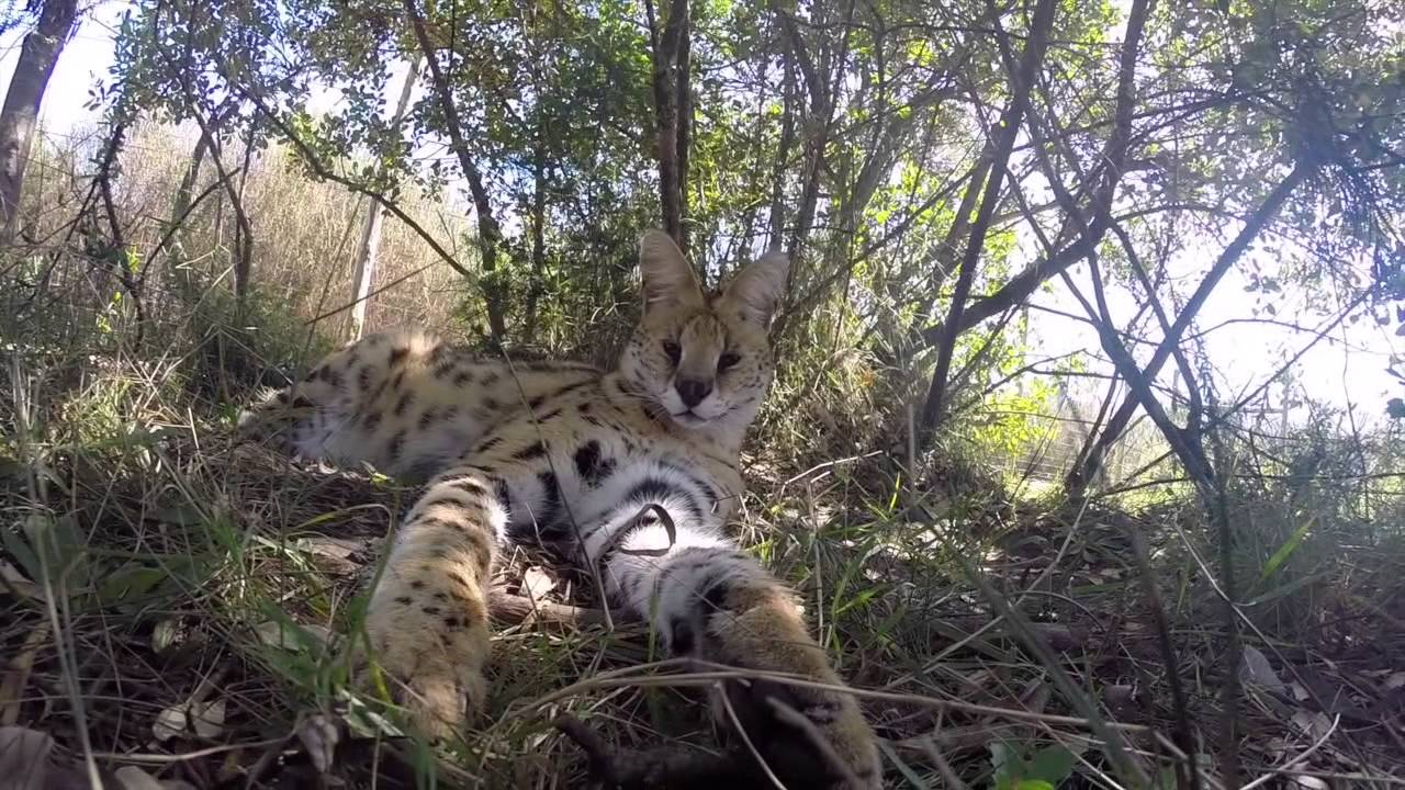 Day 9 of the Oos Kaap Tour 2014 - Elephant and Cheetah Sanctuary