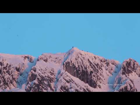 Capre negre în Parcul Național Piatra Craiului din cadrul Romsilva