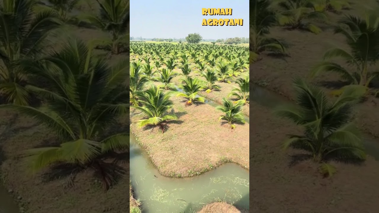 Begini Kanal diPerkebunan Kelapa di Thailand #teknologipertanian #kelapa