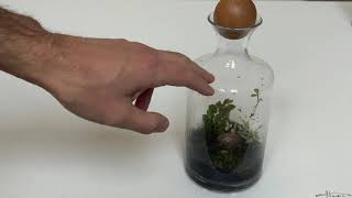 How To Get Rid Of Gnats From A Terrarium