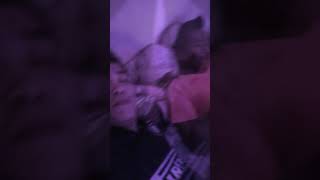 Download lagu Janda gatel mp3