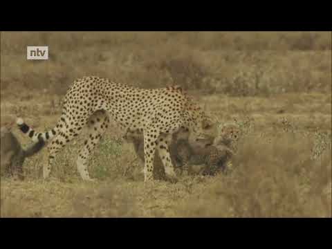 Doku : Tötliche Geschwindigkeit   Die Welt der Geparden