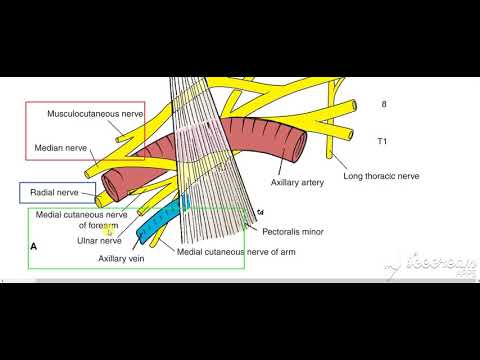 Nerves relations to axillary artery 2