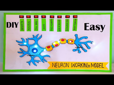 brain working model 3d science project for exhibition in simple and easy diy parts craftpiller
