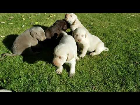 Creamy Lab Puppies THE BEST