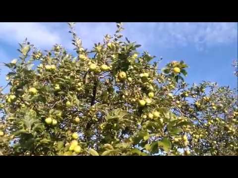 Mariji Repas za Abrahama