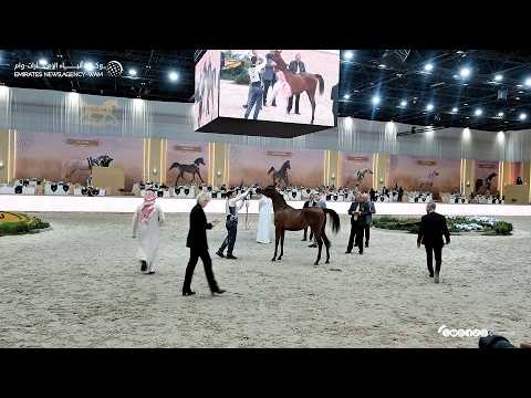 انطلاقة قوية لـ بطولة دبي الدولية للجواد العربي وتأهل 18 خيلاً إلى النهائيات 