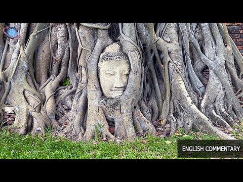 🇹🇭 THAILEX VDO Wat Mahathat: Buddha Head Entwined in Time