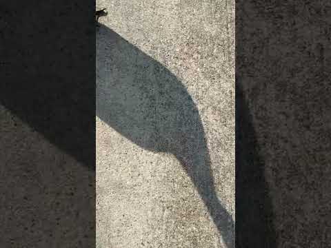 That’s a big goose bro