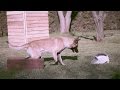 How to teach: blind search, hold and bark for IPO, through operant conditioning, dog training How to teach: blind search, hold and bark for IPO, through operant conditioning, dog training