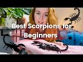 My Top Pet Scorpions For Beginners
