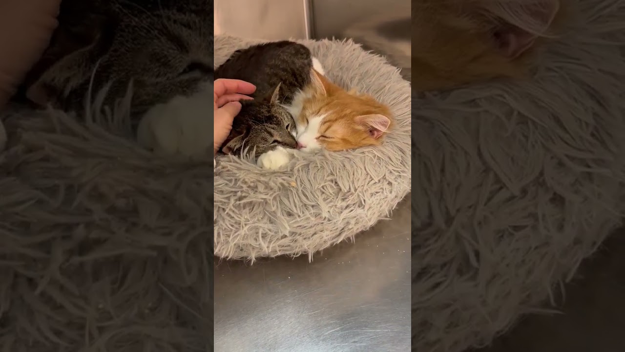 Enlarge Princess , a ADOPTABLE mixed breed in Woodinville, WA video 5/5