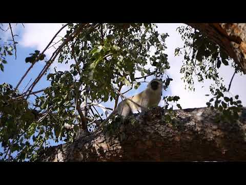 Vervet monkeys climbing trees in South Africa