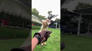 Download lagu elang #alapalap bwk skill free fly #elang #hunt #bwk #alapalaptikus #blackwingedkite #birds #eagle mp3