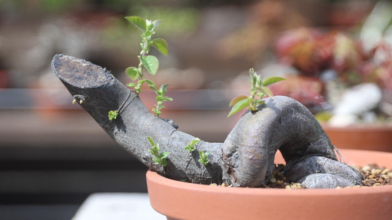 3本の盆栽素材、いくらで買った？