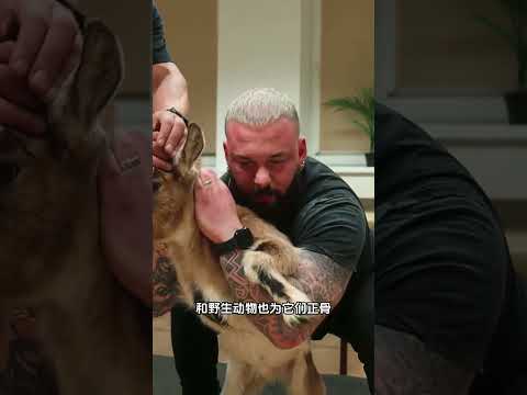 可以为许多动物正骨的正骨师，技术太牛了