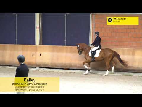 Hannoveraner Zuchtstutenprüfung mit Prämierung in Wickrath am 12. Mai 2021