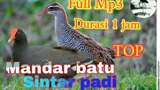 Download lagu Suara pikat Kolaborasi burung mandar batu dan sintar padi mp3