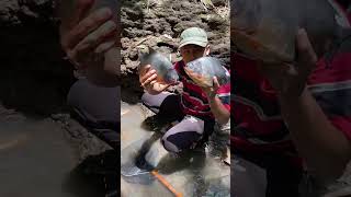 Download lagu Catching a monster pomfret fish in a puddle on the edge of the river #pomfret #pomfretfish #monst... mp3 Download lagu Catching a monster pomfret fish in a puddle on the edge of the river #pomfret #pomfretfish #monst... mp3