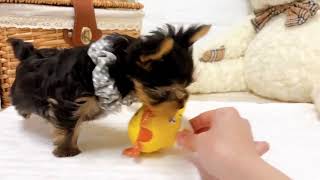 ヨークシャーテリアの動画02