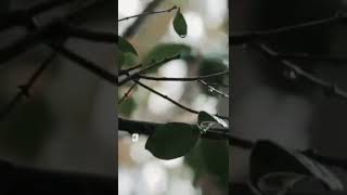 Download lagu CINEMATIC HUJAN mp3